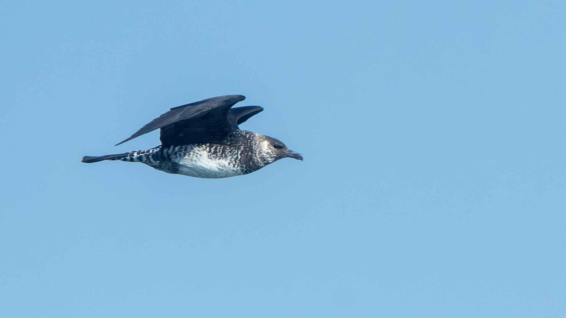 Pomarine Jaeger